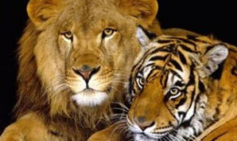 老虎视频动物世界,动物世界中的王者传奇